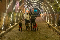 2023 Mary Craig dogs Christmas 14